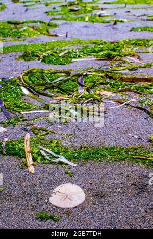 A sand dollar and seaweed on a beach in the puget sound Stock Photo