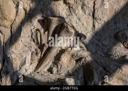 Spectacular exhibit of dinosaur bones excavated in situ by paleoltologists in the Quarry Exhibit Hall, Dinosaur National Monument on border of Utah an Stock Photo