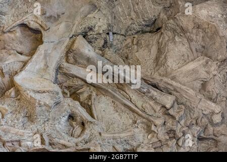 Spectacular exhibit of dinosaur bones excavated in situ by paleoltologists in the Quarry Exhibit Hall, Dinosaur National Monument on border of Utah an Stock Photo