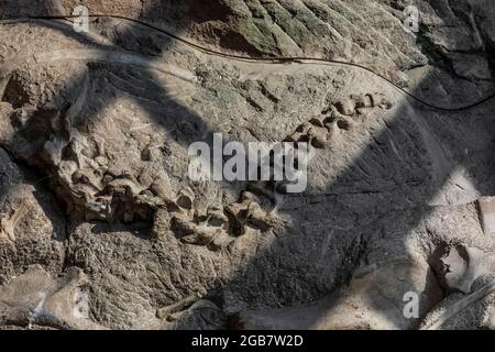 Spectacular exhibit of dinosaur bones excavated in situ by paleoltologists in the Quarry Exhibit Hall, Dinosaur National Monument on border of Utah an Stock Photo