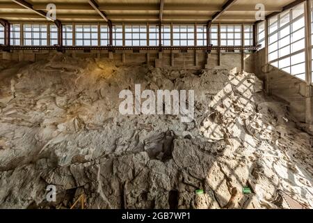 Spectacular exhibit of dinosaur bones excavated in situ by paleoltologists in the Quarry Exhibit Hall, Dinosaur National Monument on border of Utah an Stock Photo