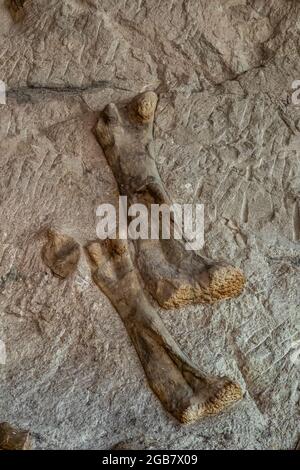 Spectacular exhibit of dinosaur bones excavated in situ by paleoltologists in the Quarry Exhibit Hall, Dinosaur National Monument on border of Utah an Stock Photo