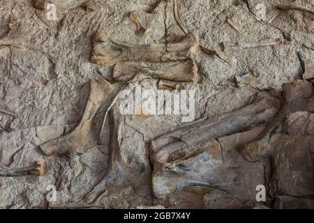 Spectacular exhibit of dinosaur bones excavated in situ by paleoltologists in the Quarry Exhibit Hall, Dinosaur National Monument on border of Utah an Stock Photo