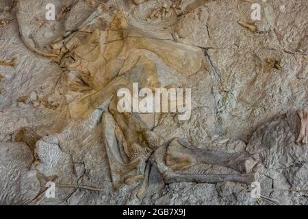 Spectacular exhibit of dinosaur bones excavated in situ by paleoltologists in the Quarry Exhibit Hall, Dinosaur National Monument on border of Utah an Stock Photo