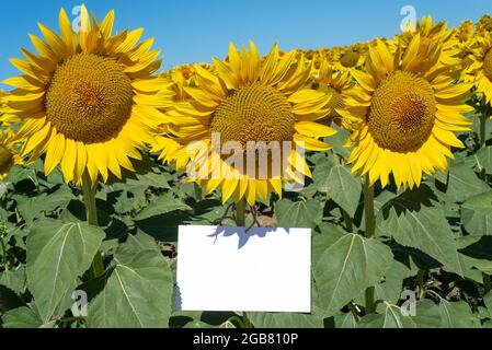 Summer stationery mock-up scene. Blank greeting card among a beautiful blooming field of sunflowers. Concept of joy, party and summer wedding Stock Photo