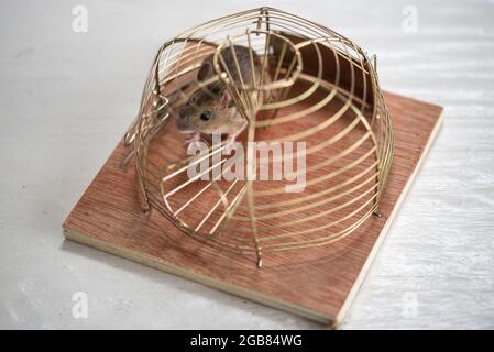 Den Helder, the Netherlands. July 2021. A mouse in an animal-friendly mousetrap. High quality photo Stock Photo