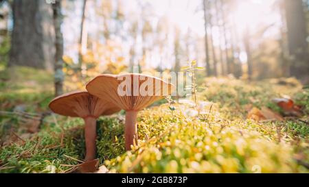 Paxillus Involutus In Autumn Forest In Belarus. Brown Roll-rim, Common Roll-rim, Or Poison Pax, Is A Basidiomycete Fungus Stock Photo