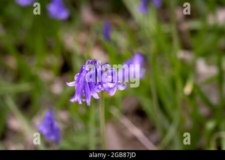 Bluebells or Hyacinthoides non-scripta growing in Sussex, England, in spring Stock Photo