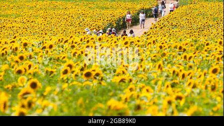 Caledon, Canada. 2nd Aug, 2021. People visit Davis Family Farm during the Sunflower Festival in Caledon, Ontario, Canada, on Aug. 2, 2021. With 45 acres of sunflowers, the festival was held here from July 24 to Aug. 8 this year. Credit: Zou Zheng/Xinhua/Alamy Live News Stock Photo