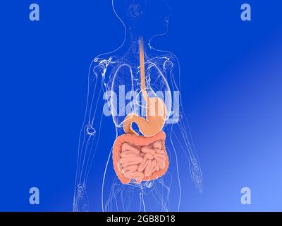 3D illustration of female internal anatomy, showing the digestive system and other internal organs. Transparent image on blue gradient background. Stock Photo