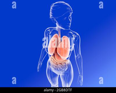 3d illustration of the lungs and bronchi next to the digestive system. Image of transparent woman with hair viewed from above on blue gradient. Stock Photo