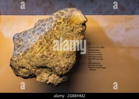 Exhibit of Barosaurus fossil skin within the Quarry Exhibit Hall in Dinosaur National Monument on border of Utah and Colorado, USA Stock Photo