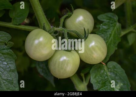 Tomatoes on the vine - cherry tomato vine with green tomato lycopersicon esculentum - tomato plant garden - Solanum lycopersicum Stock Photo