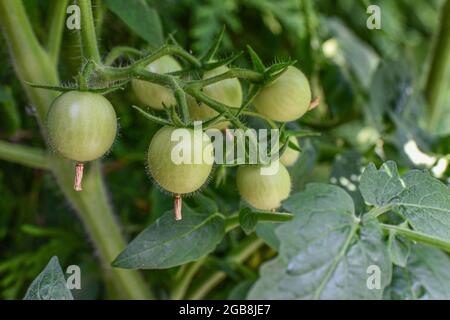 Tomatoes on the vine - cherry tomato vine with green tomato lycopersicon esculentum - tomato plant garden - Solanum lycopersicum Stock Photo