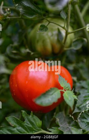 Tomatoes on the vine - Solanum lycopersicum tomato vine with big beef tomato lycopersicon esculentum - ripe red tomatoes - Stock Photo