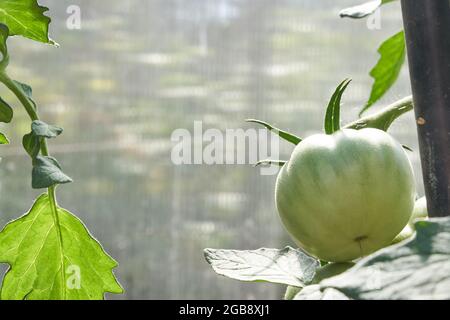 Green tomatoes. The concept of agriculture. Organic agriculture, the growth of young tomato plants in a greenhouse, a close-up of one green tomato. High quality photo Stock Photo