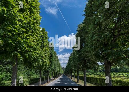 Avenue with summer lime trees (Tilia platyphyllos), Hermitage, Bayreuth, Upper Franconia, Bavaria, Germany Stock Photo