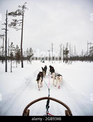 Dog sled, husky with snow, Rovaniemi, Finland Stock Photo
