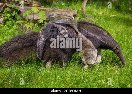 Giant anteater (Myrmecophaga tridactyla) with young on its back, Cologne Zoo, Germany Stock Photo