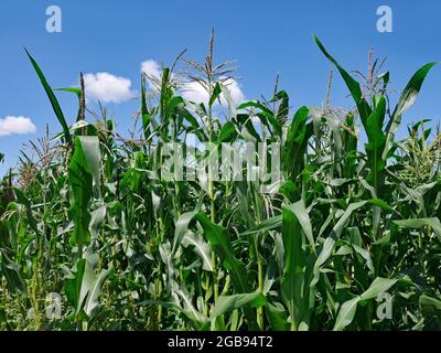 Close-up of plants in a field of corn Stock Photo