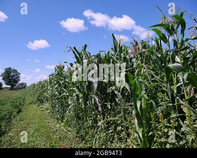field of corn on a farm field, tall and maturing Stock Photo