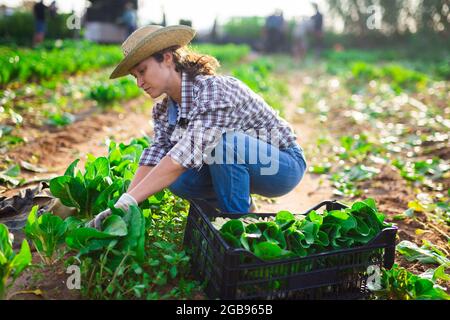 Female worker harvesting bok choy on field Stock Photo - Alamy