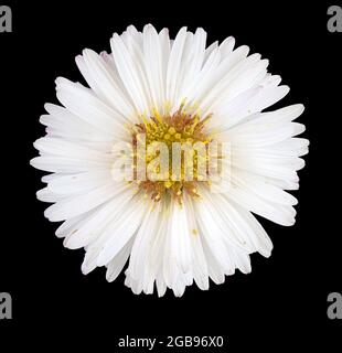 Panicled aster (Symphyotrichum lanceolatum), flower, Germany Stock Photo