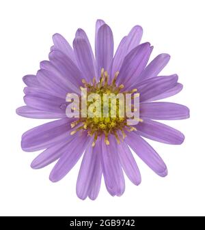 New York aster (Symphyotrichum novi-belgii), smooth-leaved aster, flower, North America, Germany Stock Photo