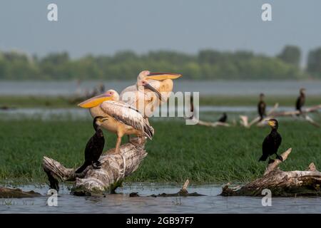 Dalmatian pelicans (Pelecanus crispus) standing on branch in colony of Cormorants (Phalacrocoracidae), Lake Kerkini, Macedonia, Greece Stock Photo