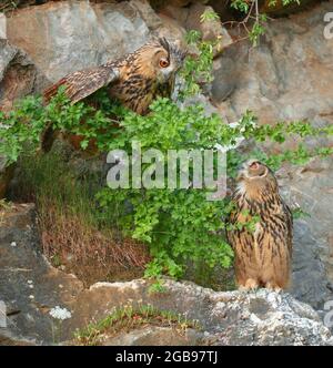 Two young Eurasian eagle-owls (Bubo bubo) in a quarry, Sauerland, Germany Stock Photo