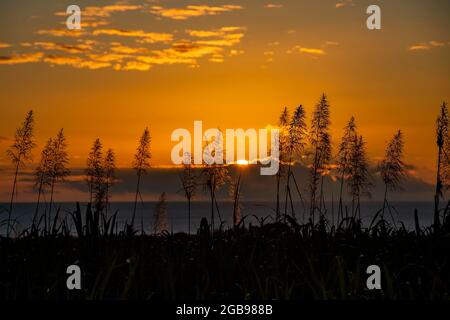 Sunset over the ocean with blooming sugar cane plants village of Petite Riviere, west of the island of Mauritius Stock Photo