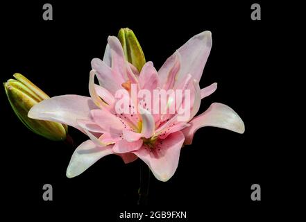 Gentle and elegant pale pink lily flower close up, on black background isolated. Single beautiful oriental lilium flower variety Elodie with buds.