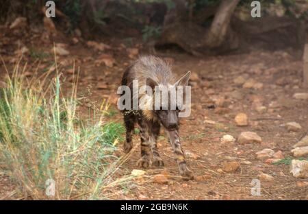 The Brown Hyena (Hyaena brunnea) This carnivore is largely solitary and is extremely shy. It is almost entirely nocturnal, typically hunting small pre Stock Photo