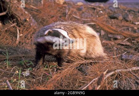 European badger (Meles meles). This relatively large mammal, found in most areas of mainland Europe, is related to the much smaller weasels, stoats an
