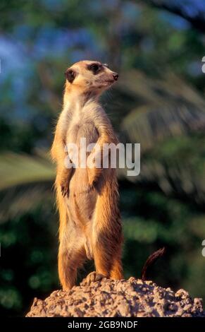 Meerkats keeping watch for predators. The meerkat (Suricata suricatta), also known as the suricate, is an active mongoose that lives in underground bu Stock Photo