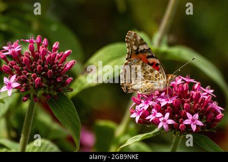 Painted Lady (Vanessa cardui) This butterfly is found in Europe, northern Africa, and western Asia. Photographed in Israel, Winter November Stock Photo
