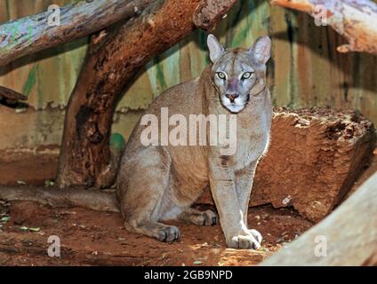 The cougar (Puma concolor) is a large cat of the subfamily Felinae. Native to the Americas, its range spans from the Canadian Yukon to the southern An Stock Photo