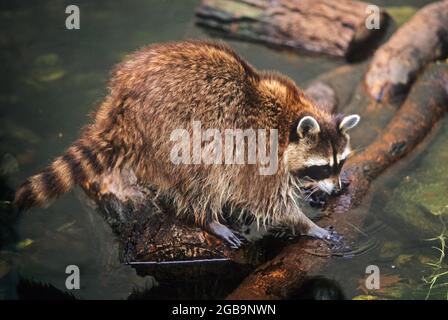 Raccoon (Procyon lotor) foraging for food. Raccoons are native to North America but have been introduced to several European and Asian countries.