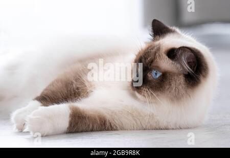 Adorable ragdoll cat with beautiful blue eyes lying on the floor at home and looking back. Closeup portrait of breed feline pet indoors Stock Photo