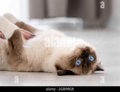 Adorable ragdoll cat with beautiful blue eyes lying on her back on the floor at home and looking at the camera. Closeup portrait of breed feline pet i Stock Photo