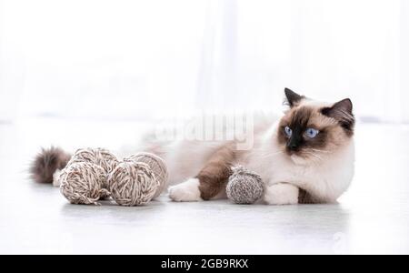 Adorable ragdoll cat with beautiful blue eyes lying on the floor with yarn balls and looking back. Portrait of breed feline pet with thread. Beautiful Stock Photo