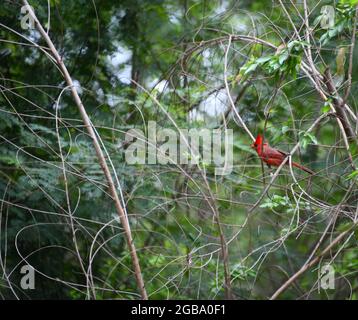 A red cardinal perched on a branch in the woods of Bentsen-Rio Grande Valley State Park, in South Texas, U.S.A.. Stock Photo