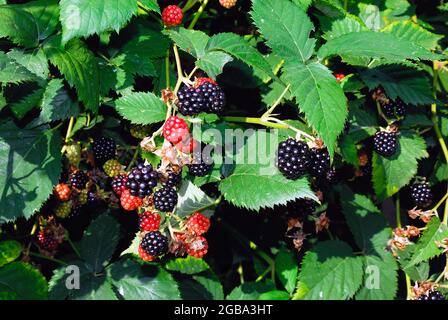 The blackberry is an edible fruit produced by many species in the genus Rubus in the family Rosaceae, Stock Photo