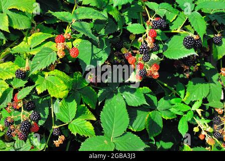 The blackberry is an edible fruit produced by many species in the genus Rubus in the family Rosaceae, Stock Photo