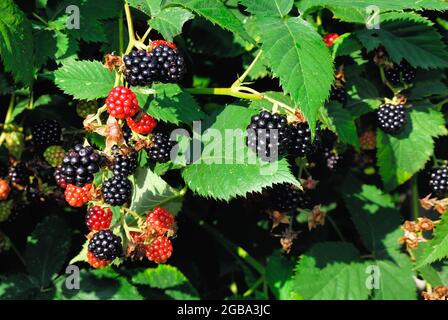 The blackberry is an edible fruit produced by many species in the genus Rubus in the family Rosaceae, Stock Photo