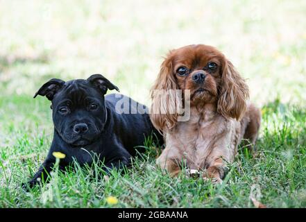 King staffordshire best sale bull terrier