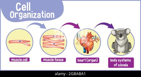 Diagram showing cell organization in a koala illustration Stock Vector