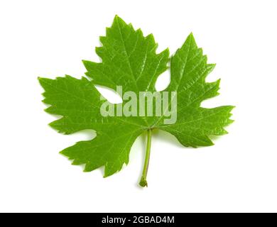 Grape leaf isolated on white background Stock Photo