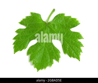Green fresh grape leaf isolated on white background, top view Stock Photo