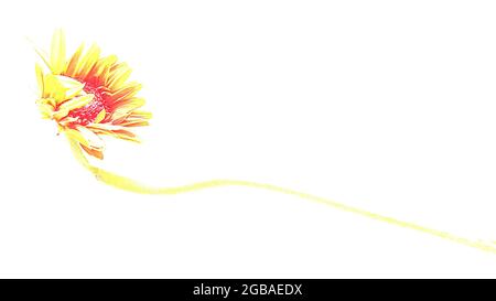 Stylised wilted gerbera on white background Stock Photo